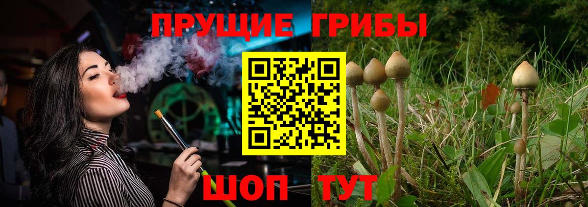 Псилоцибиновые грибы Psilocybine cubensis Губаха